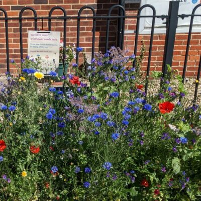 Bus Stop Flowers (4)